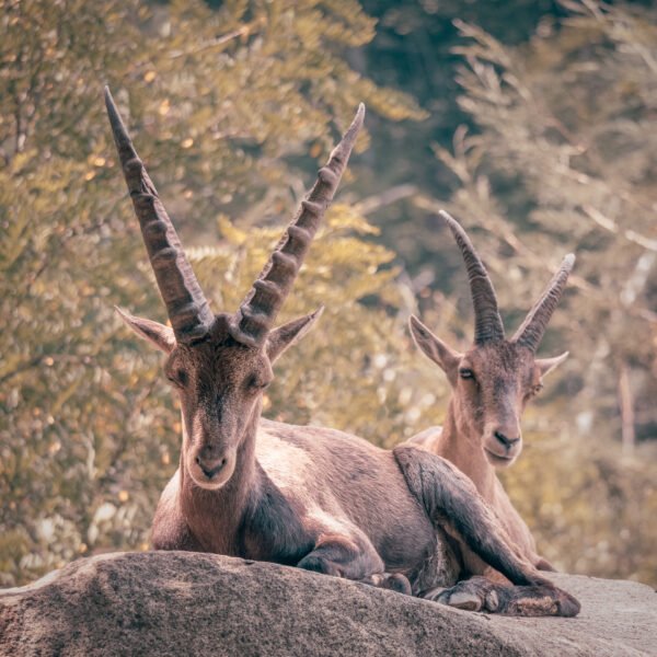 Summer horns, parc des Pyrénées, France.