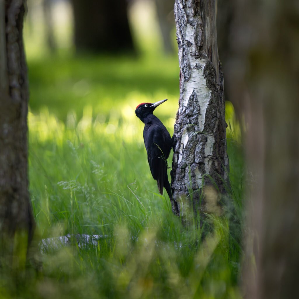 Black woodpecker pecking insects