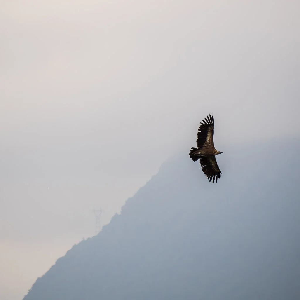 Vulture mist 1