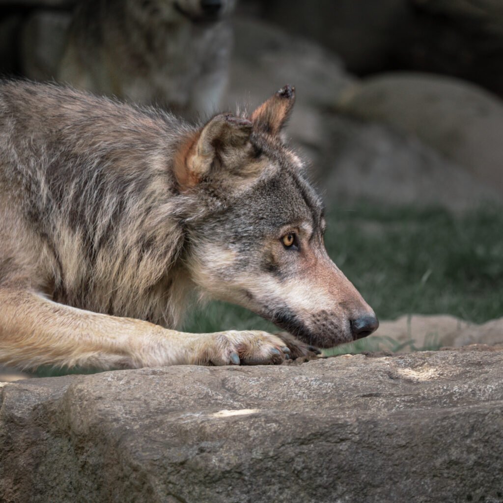 Wolf in Parc des Pyrénées