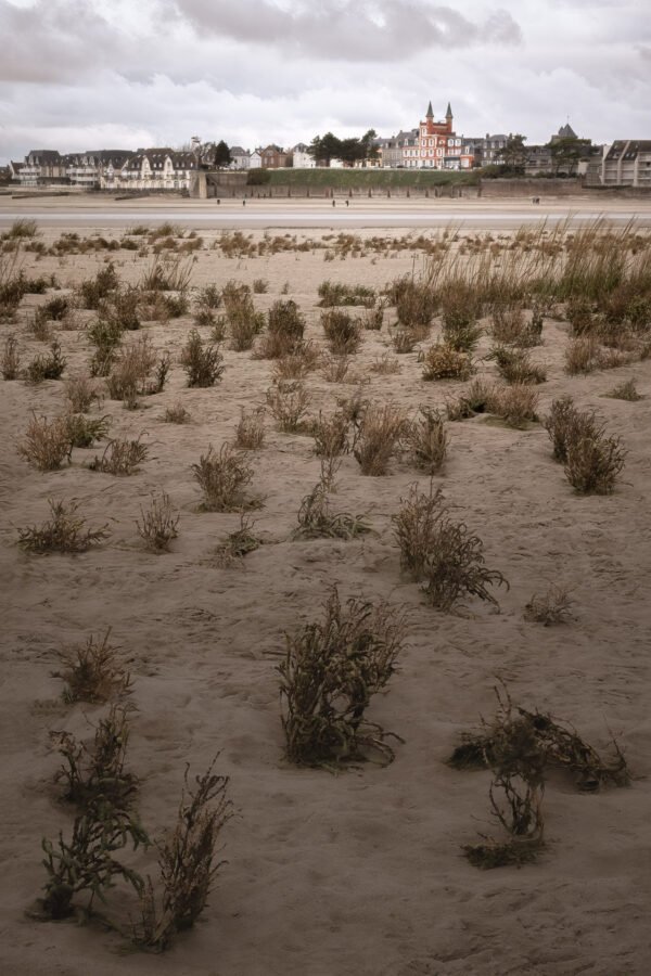 Salicornia fields