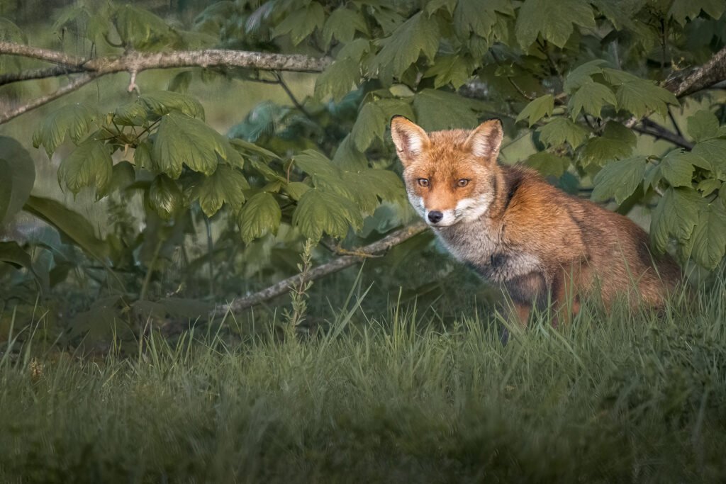 Fox in the bush at Croissy sur Seine