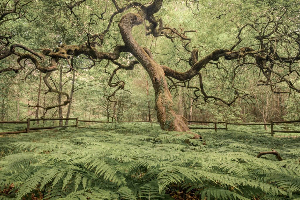 Crooked oak in the Faux de Verzy forest, France