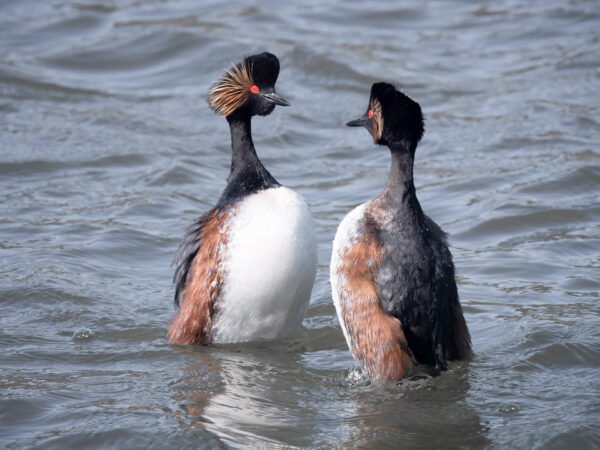 Eared grebe during the courtship