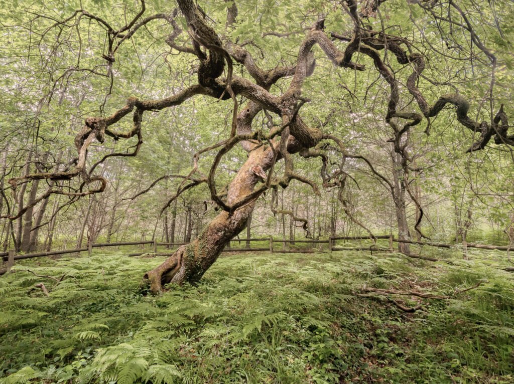 Oak tree at Faux de Verzy forest, France