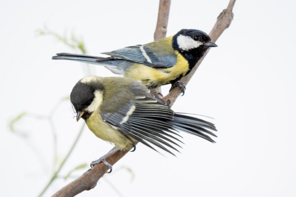 Grande mésange au printemps au Pecq