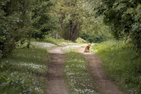 Fox in the middle of the path, Croissy sur Seine, France