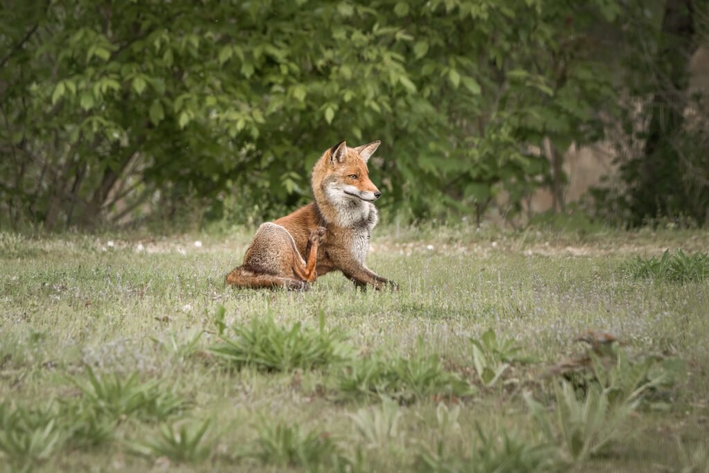 Fox in the meadow, Croissy sur Seine, France