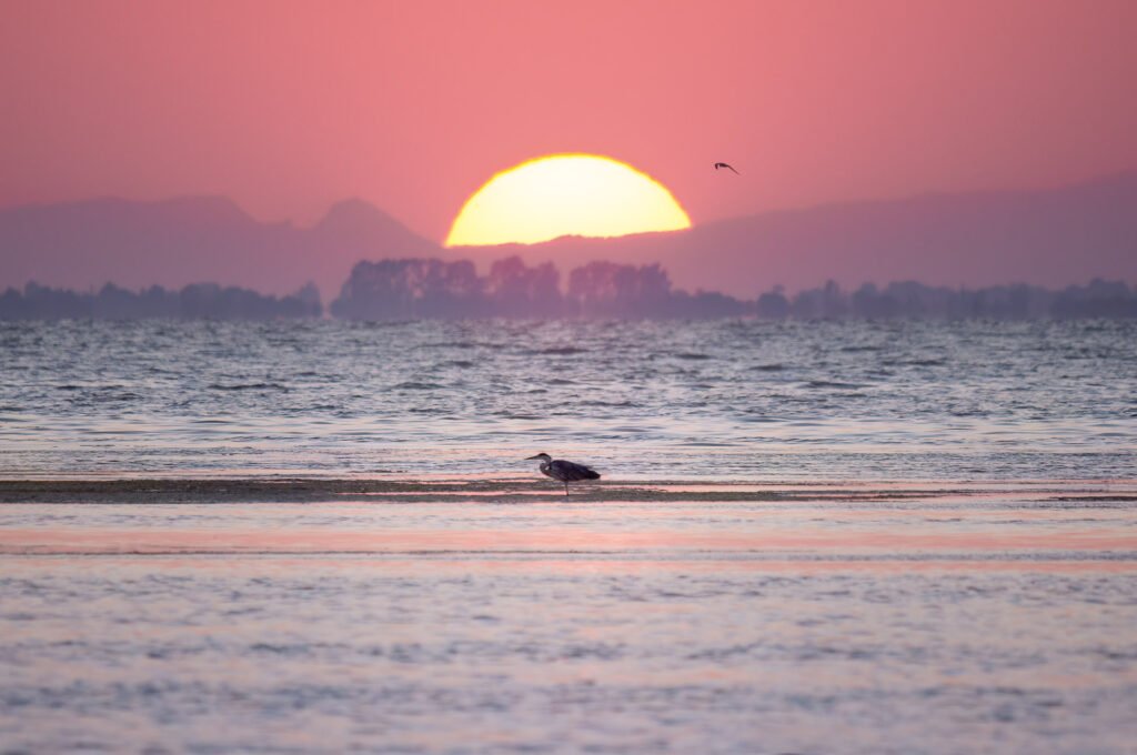 Heron in the sunset at Etang de Vaccares, Camargue, France