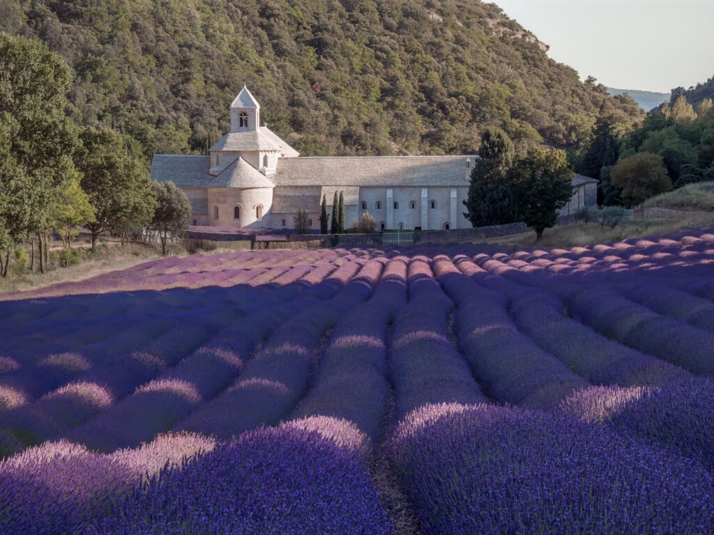 Senanque abbey and lavander fields, Provence