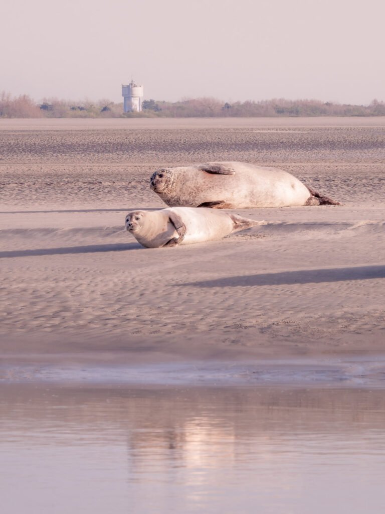 Seals at Berck-sur-Mer beach, France