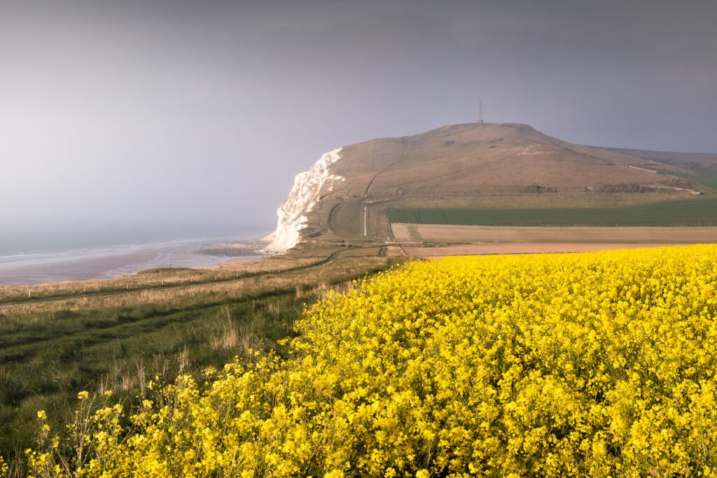Blanc-Nez cap and rapeseed field, France