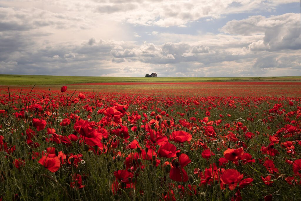 House and the poppies field in Champagne, France