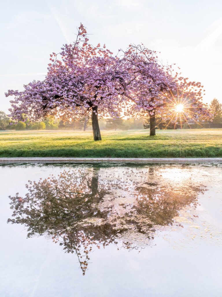 Sunrise and the cherry trees in Le Pecq, France