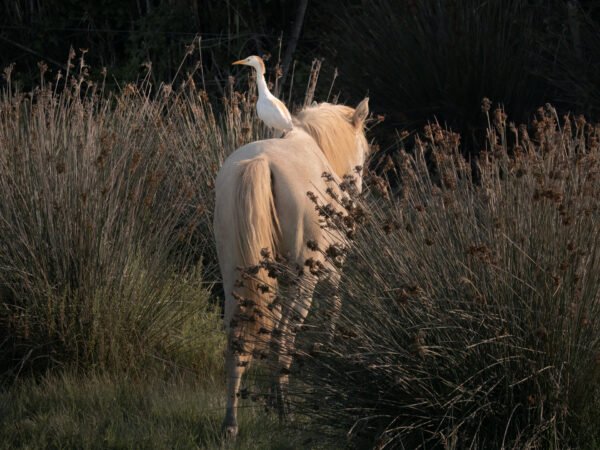 Egret riding a horse in Camargue, France