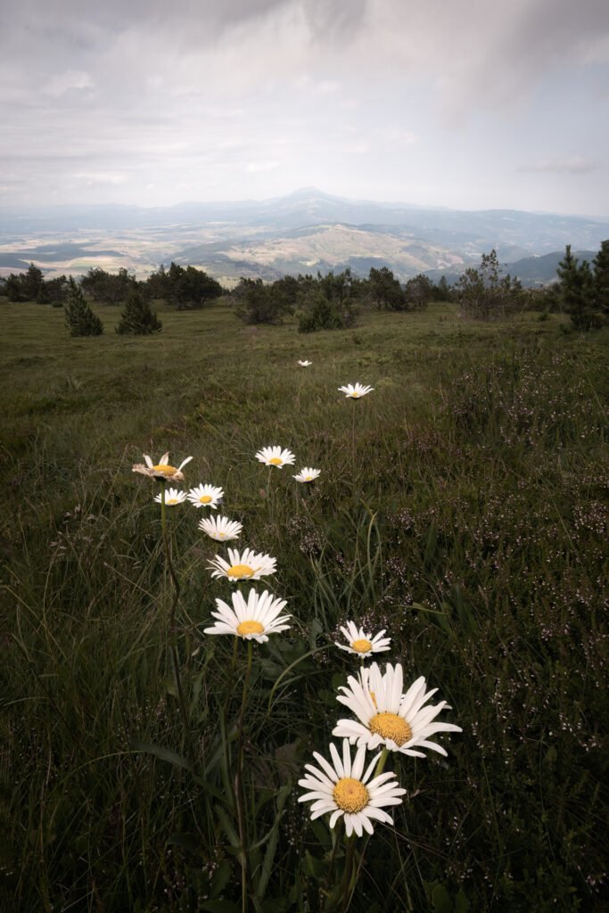 Path of daisies at Mont Mezenc in Ardeche