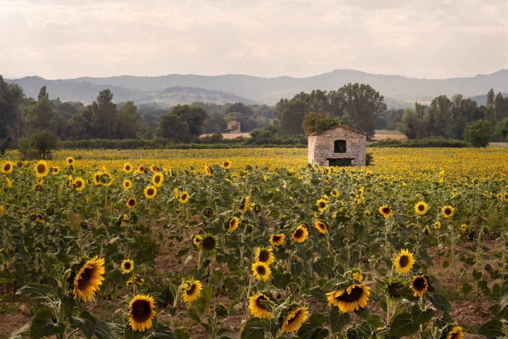 Sunflowers and little house in Ardeche, France