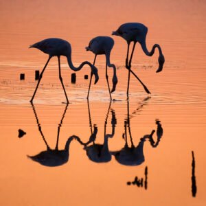Flamingos shadows trio at Vaccares pond in Camargue, France