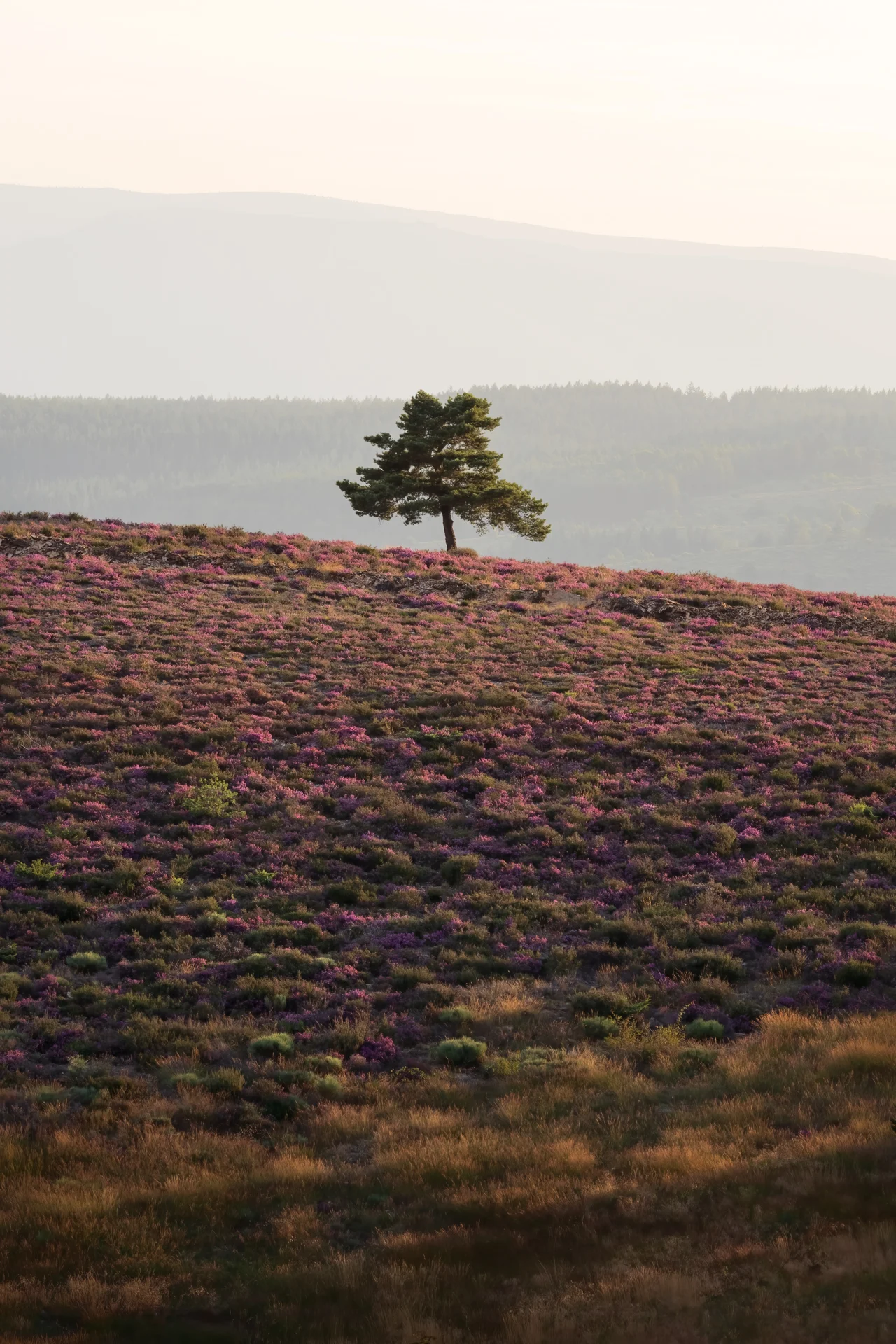 Pine tree in the Ardeche mounts, France