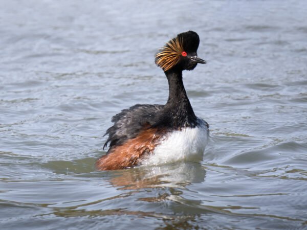 Black-necked grebe at Grands Laviers, France