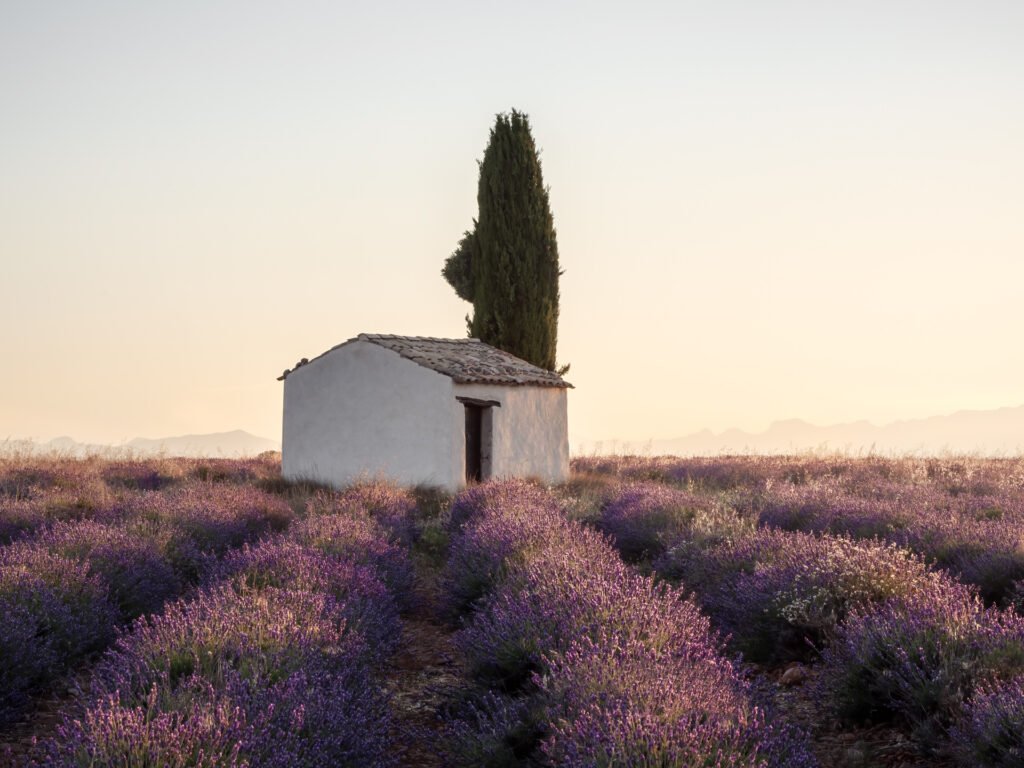 Little house and the tree in lavander at morning light. Valensole, France