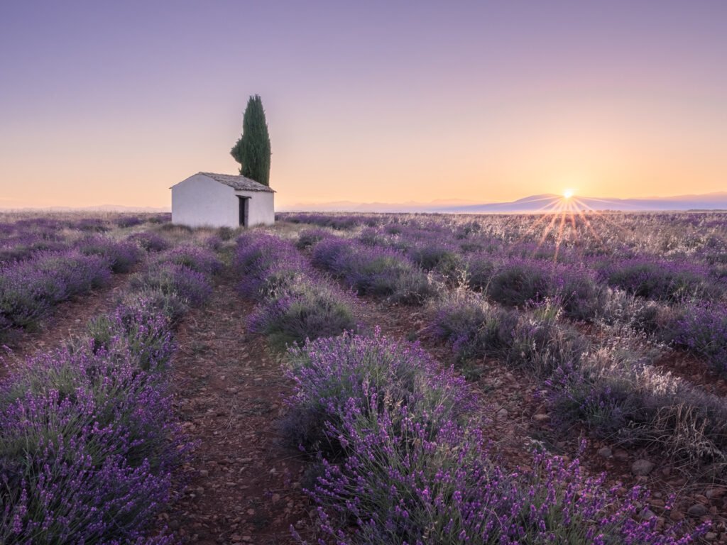 Little house and the tree in lavander at sunrise. Valensole, France